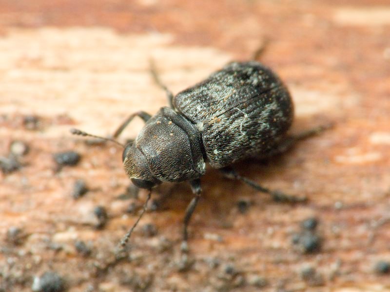 Rhaphitropis marchica (Herbst, 1797)